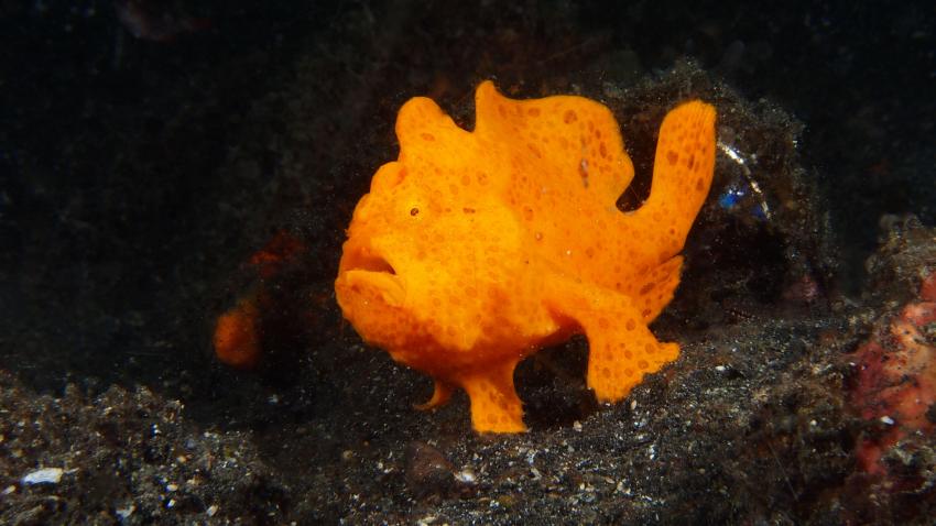 Frogfishmania Part 3, Lembeh Strait,Nord Sulawesi,Indonesien,Anglerfisch,Frogfisch