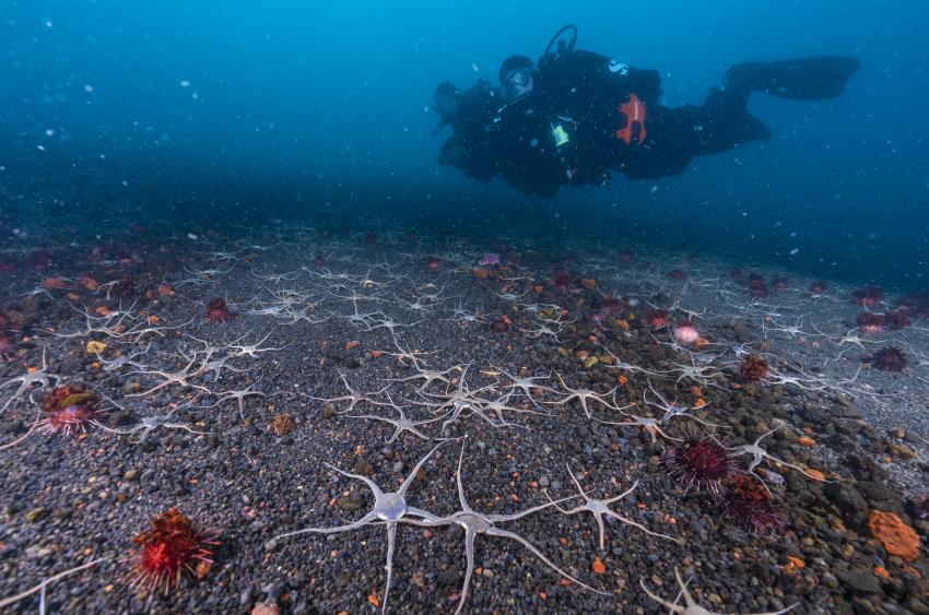 Oceanwide Expeditions Diving, Oceanwide Expeditions Diving, Oceanwide Expeditions, Niederlande