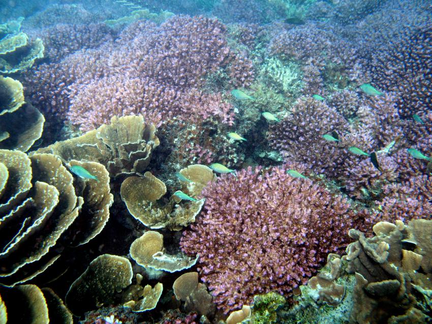 Coral Bay WA, Coral Bay WA,Australien