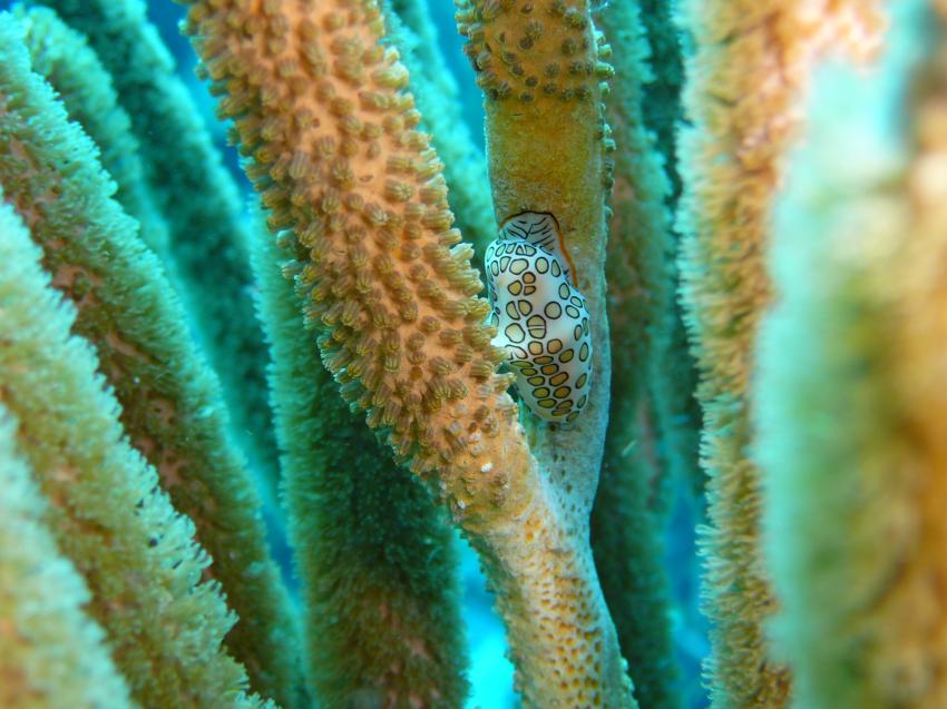 Bonaire, Bonaire,Niederländische Antillen,nacktschnecke,koralle,polypen,fressen,getarnt