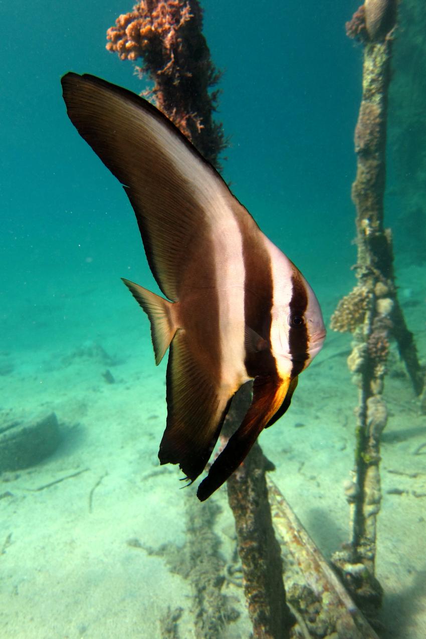 Euro-Divers, Utopia Beach, Ägypten, El Quseir bis Port Ghalib