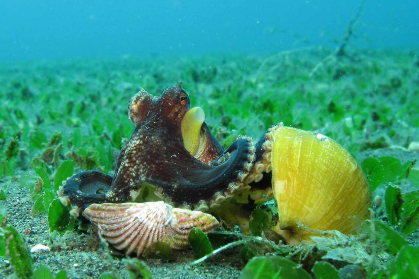Oktopus versteckt sich unter Muscheln