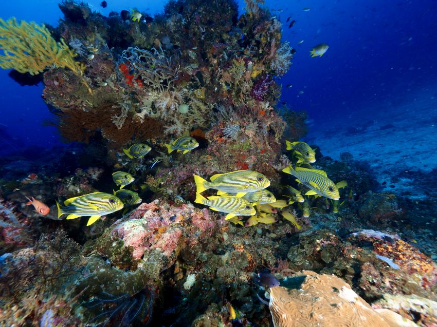 Tarzan Diving, Raja Ampat, Indonesien