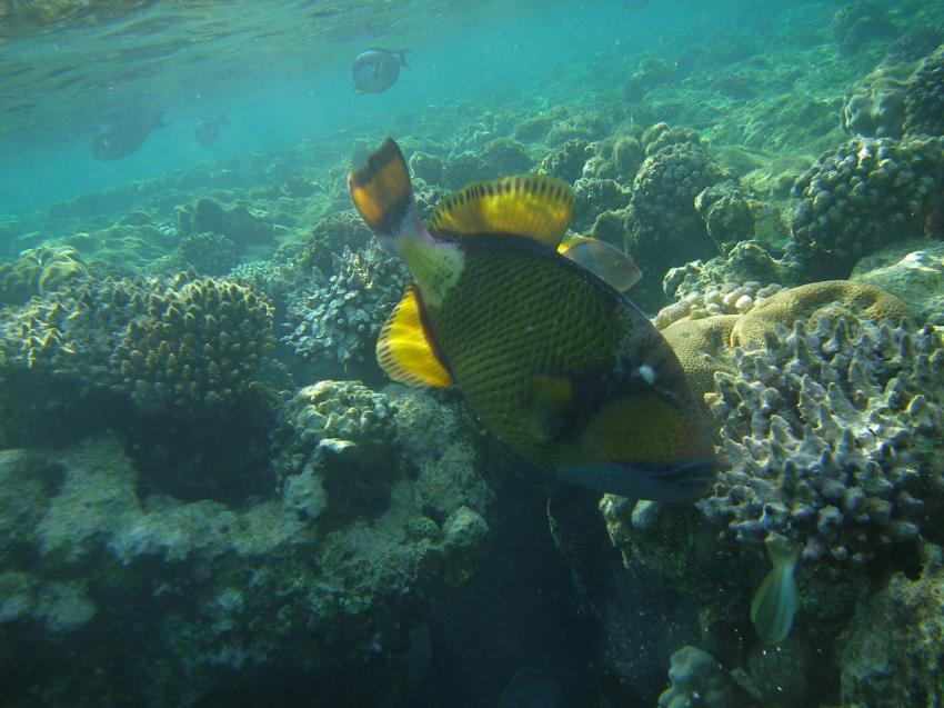 Brayka Bay, Brayka Bay,Ägypten,Riesendrücker