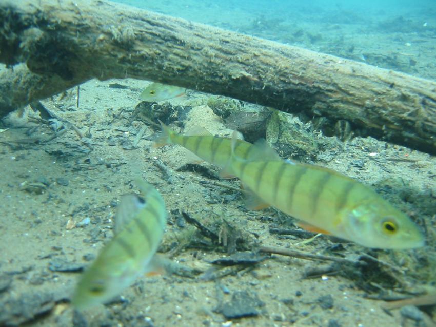 Test verschiedener Kameras, Hemmoor,Niedersachsen,Deutschland