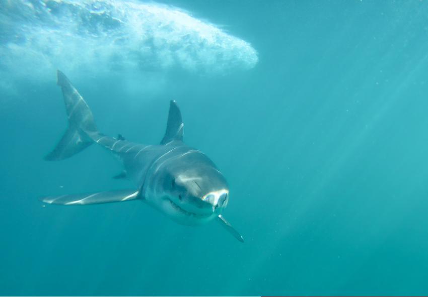 Marine Dynamics: Shark Cage Diving, Südafrika