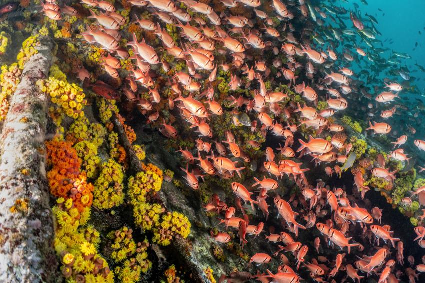 Dive São Tomé, Sao Tome und Principe