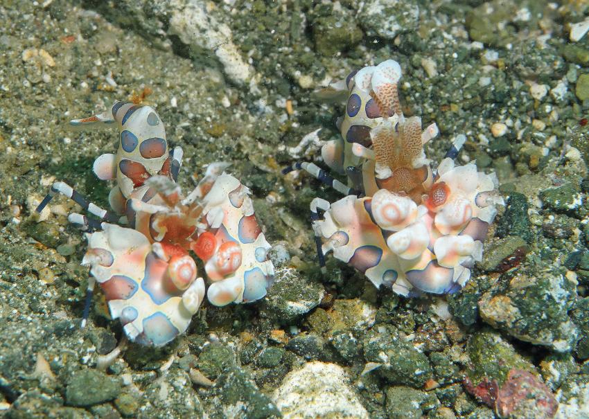 Salibay Resort, Halmahera, Molukken, Indonesien, Allgemein