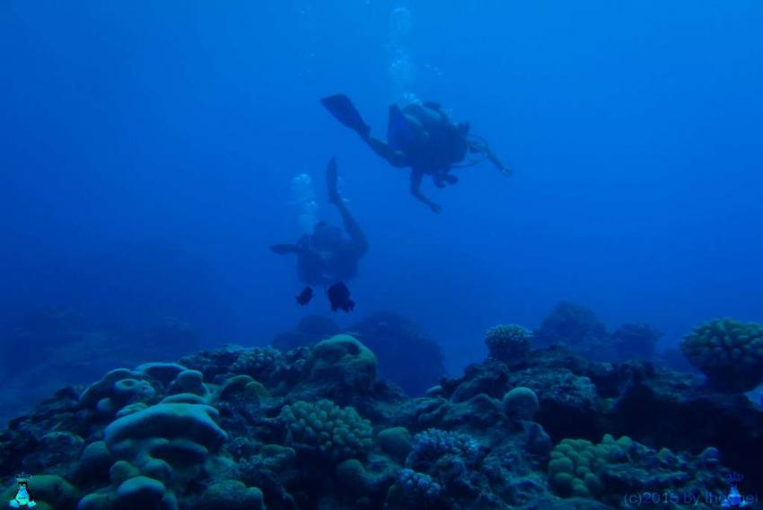 Pacific Divers Raroronga, Raroronga, Cook Islands, Pacific Divers, Rarotonga, Cookinseln