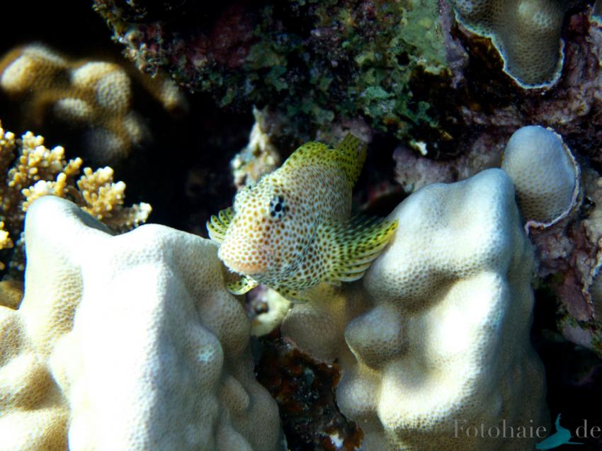 El Quseir, Sharm Fugani - Ras Fungani (Mangrove Bay),Ägypten