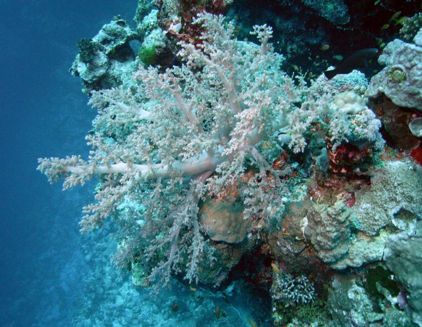 Safaga 01/2011 Teil 2, Safaga - allgemein,Ägypten