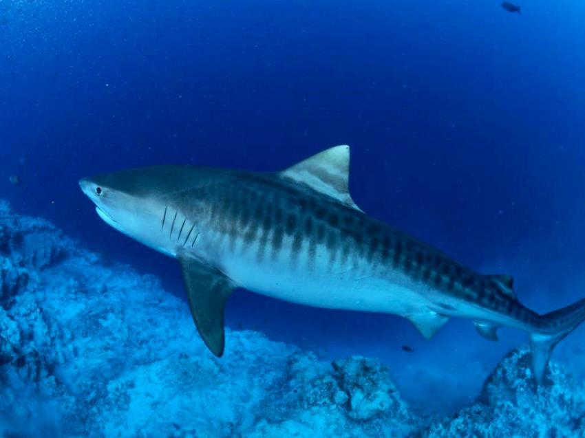 TIGER SHARKS PARADISE , Tigerhai, tigershark, DivePoint Fuvahmulah, Malediven