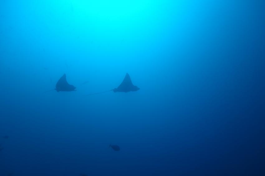 Eagle Rays, Sea Retreats Dive & Watersports, Thulusdhoo, Malediven