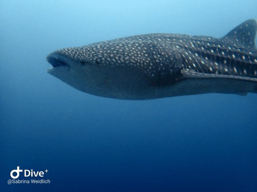 Shamar Divers Maamigili, Malediven