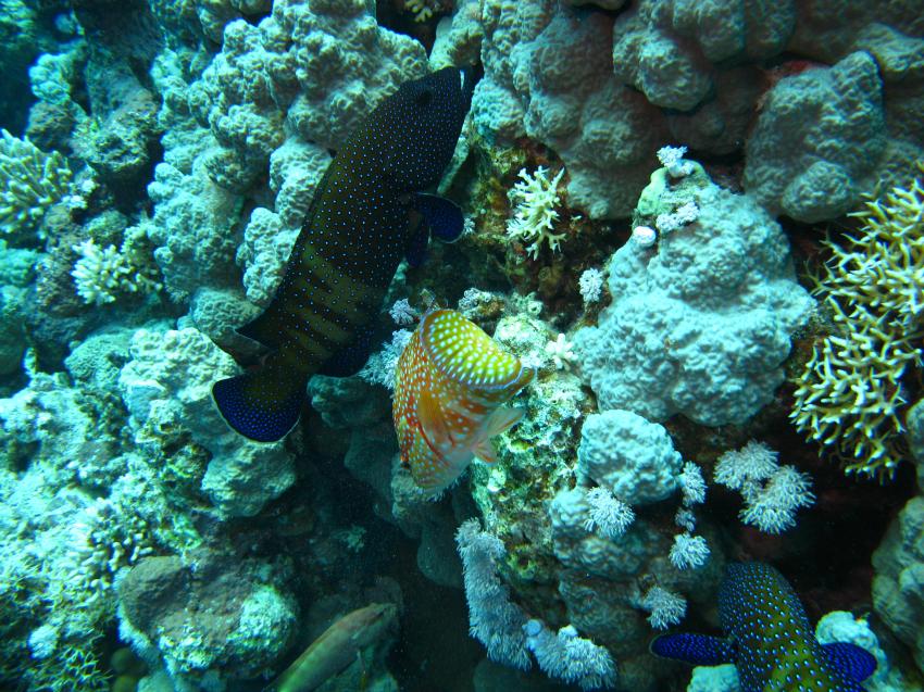 panorama reef, Panorama Reef (Safaga),Ägypten