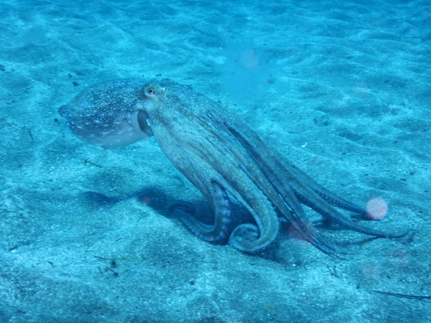 Oktopus, Arinaga, Gran Canaria, Spanien, Kanarische Inseln