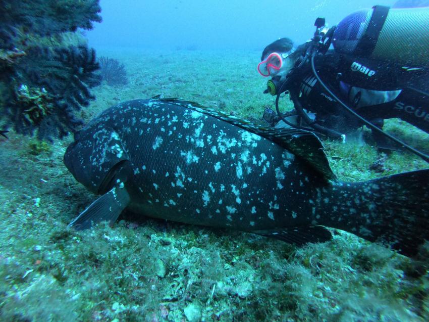 Zackenbarsche, Pollo Diving Asd, Italien, Sardinien