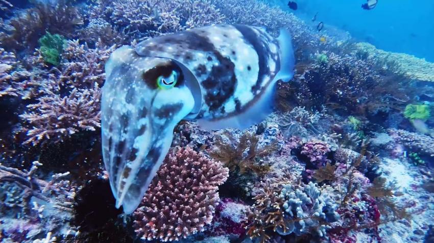 diving.DE Candidasa, Candi Beach, Bali, Indonesien, Bali