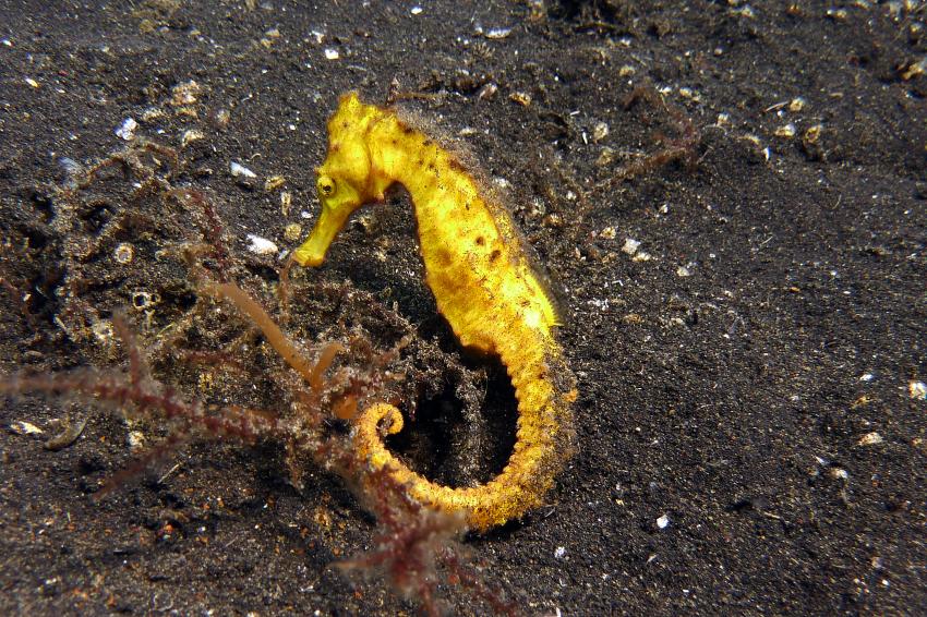 Lembeh, Diverse, Lembeh Strait,Nord Sulawesi,Indonesien,Sespferdchen