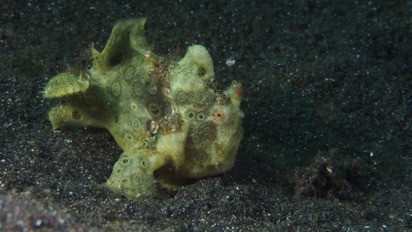 Frogfishmania Part 3, Lembeh Strait,Nord Sulawesi,Indonesien,Anglerfisch,Frogfisch