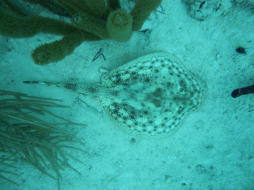 Ultra Marine Divers, Punta Cana, Dominikanische Republik