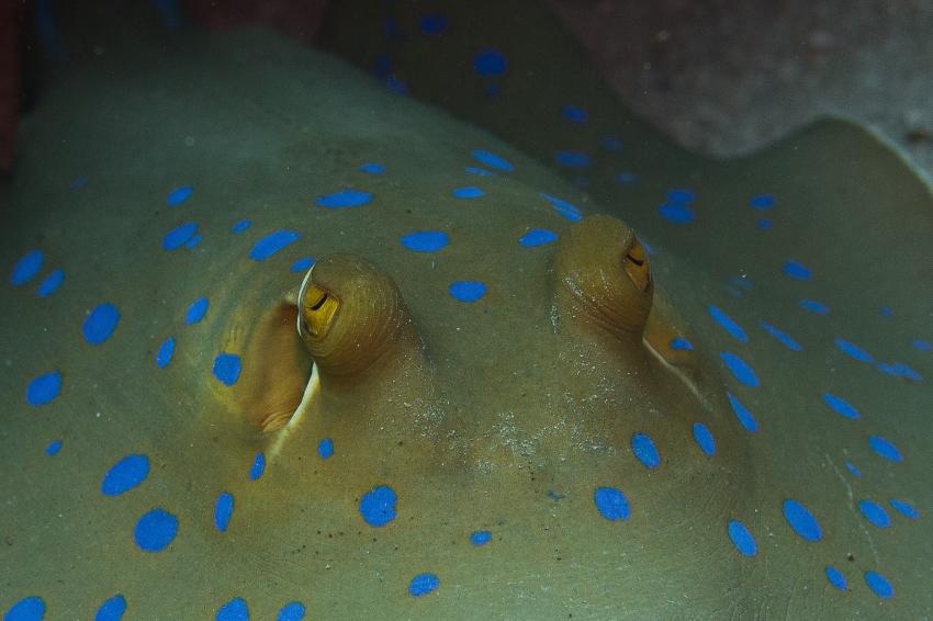 Blaupunktrochen - Ich schau dir in die Augen, Kleiner, Rochen Blaupunktrochen ray bluespotted stingray, Wonderful Dive, Akassia LTI & Calimera, Ägypten, El Quseir bis Port Ghalib