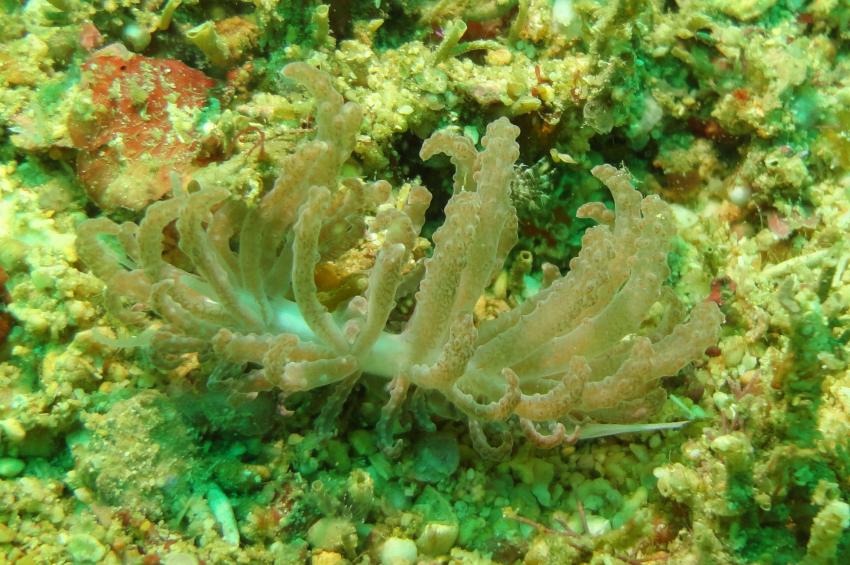 Bei den Cocktail Divers im Garden of Eden, Mindoro,Philippinen