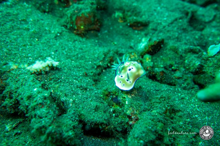 No Fear Diving, Amed, Indonesien, Bali