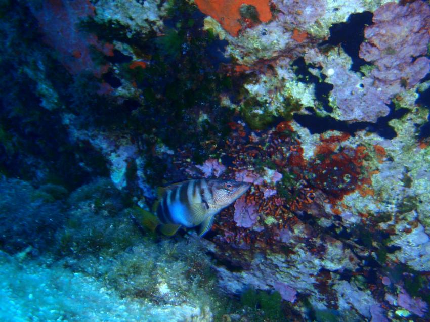 Costa Paradiso Diving Center (Sardinien), Italien, Sardinien