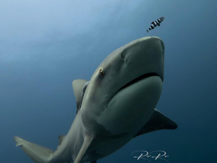 Rae Du Plessis 04, Ocean Warriors, Rae Du Plessis, Aliwal Shoal, Umkomaas, Südafrika