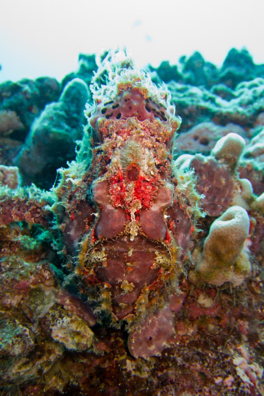 85 ft Hawaiian Reef, Maui Süd,Hawaii,USA