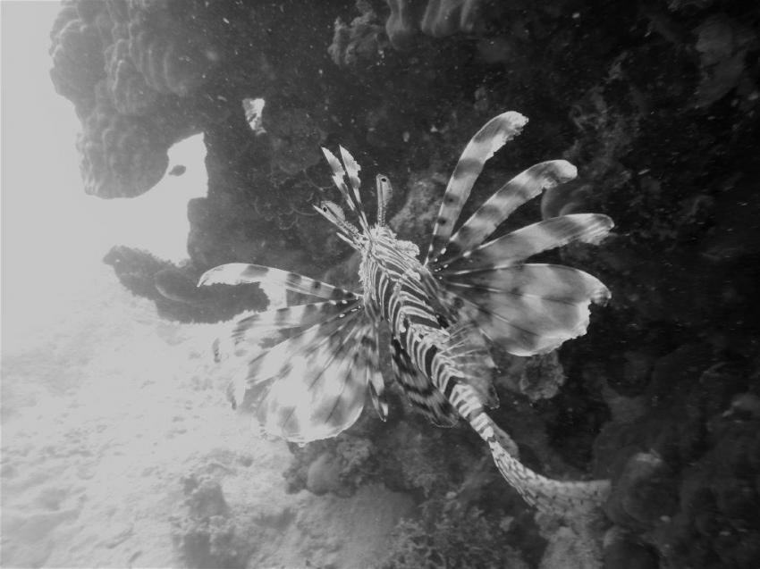 Lionfish, Extra Divers Brayka Bay / Marsa Alam, Ägypten, Marsa Alam und südlich
