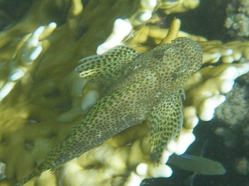 Brayka Bay, Brayka Bay,Ägypten