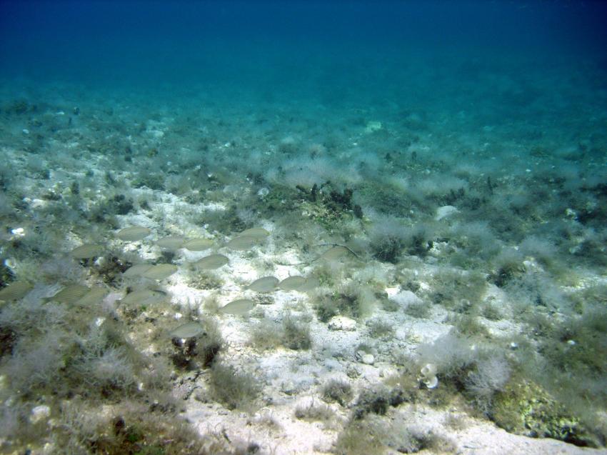 Insel Krk, Krk,Tauchplätze um-,Kroatien