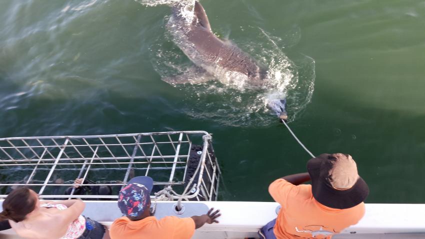 Great White am Boot, White Shark Africa, Südafrika