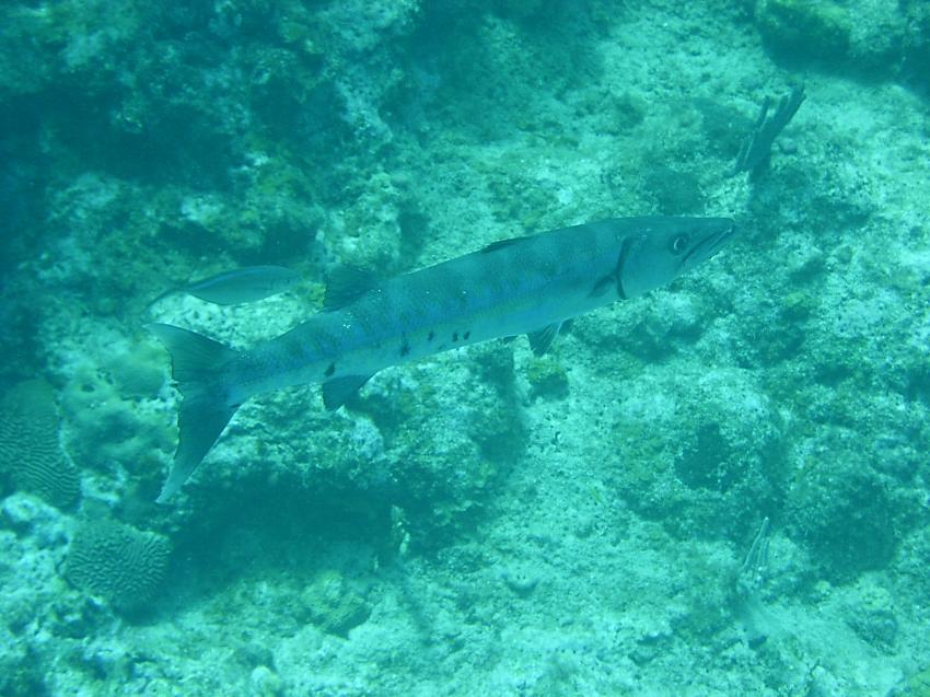 Tauchen mit Dive-Samana, Las Galeras, SAMANA - Las Galeras,Dominikanische Republik