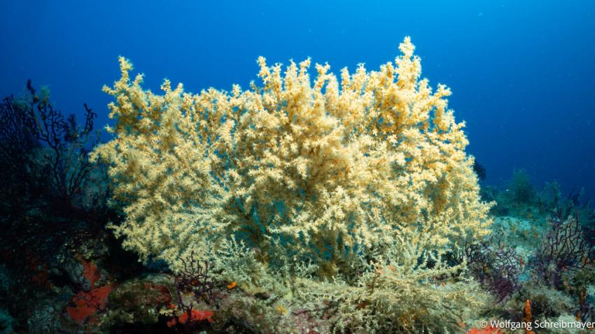 Punta Diving, Betina, Kroatien