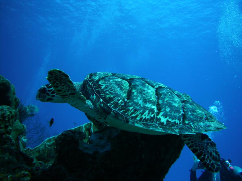 Cozumel, Cozumel,Mexiko,Meeresschildkröten