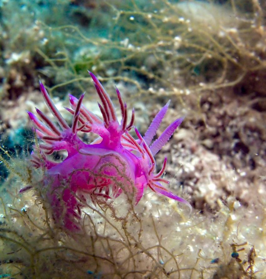 Fadenschnecke Flabellina (Flabellina affinis)