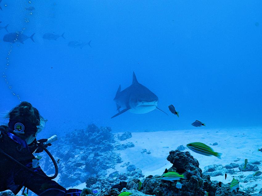 DIVE WITH FRIENDS, #divepointfuvahmulah #divewithfriends #tigersharks #fuvahmuklah #divelocal #malediven, DivePoint Fuvahmulah, Malediven