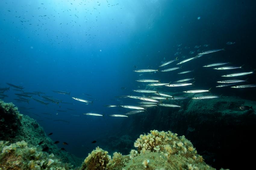 barracudas, Spiro Sub Diving Elba, Marina di Campo (Elba), Italien, Elba