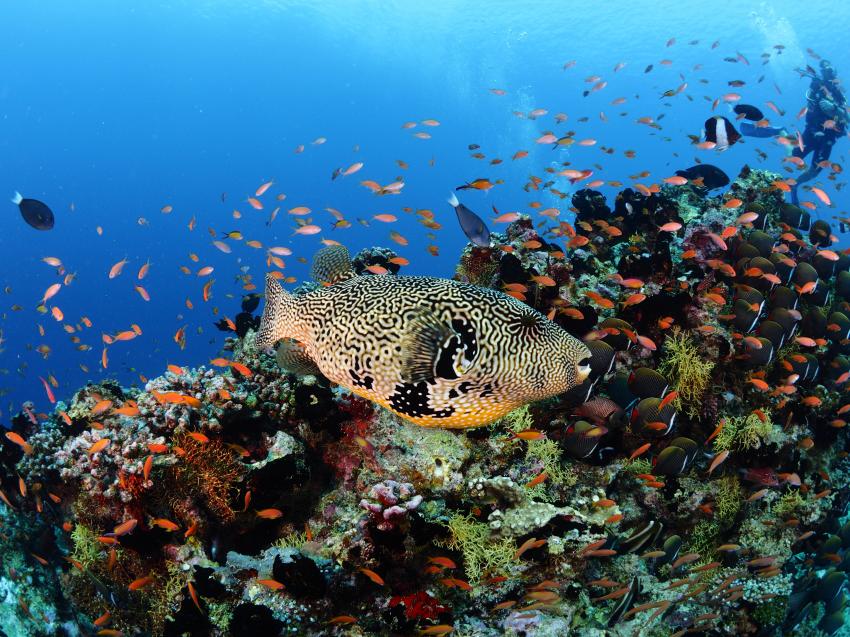 Kofferfisch, Euro-Divers Kagi Maldives, Malediven