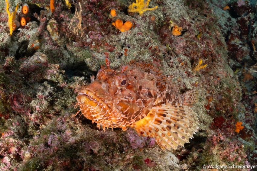 Punta Diving, Betina, Kroatien