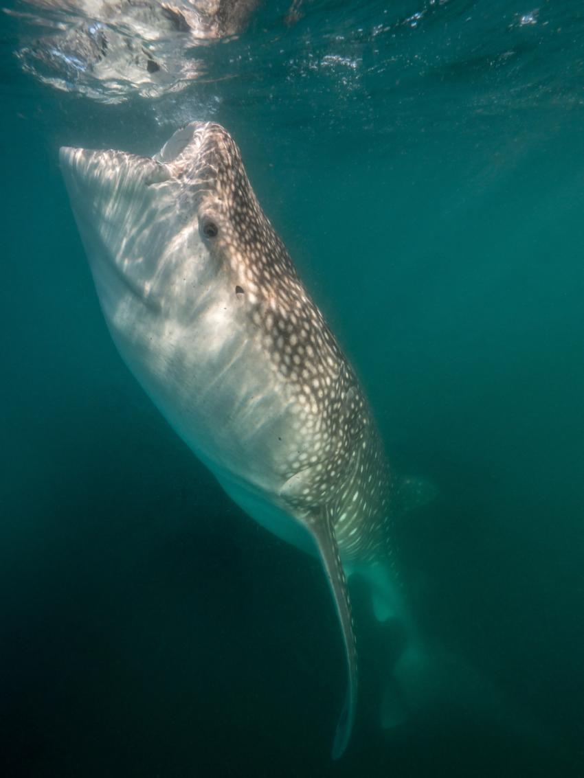Walhai, Walhai, Whaleshark, Manta Scuba Diving, Baja California South, Mexiko