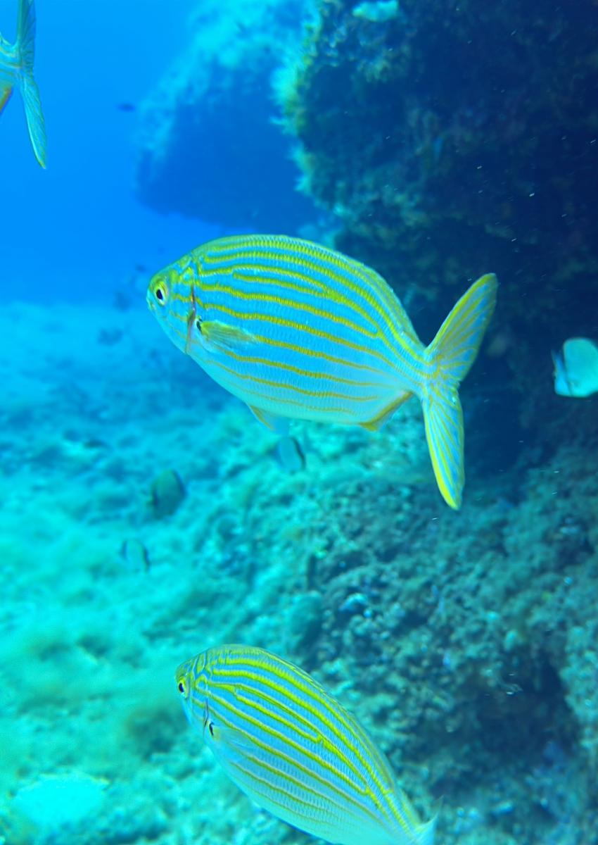 Aquarius, Capo Coda Cavallo, Italien, Sardinien