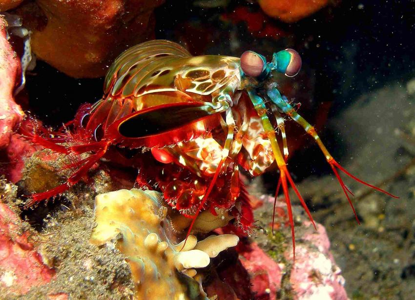 Tulamben - Drop Off, Tulamben,Indonesien,Fangschrecken,Heuschreckenkrebs (Stomatopoda)