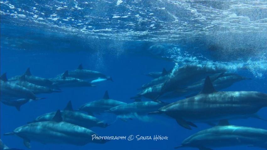 Delfine beim Austauchen, diving.de abu dabab, diving.DE Abu Dabab, El Malikia Resort, Ägypten, Marsa Alam und südlich