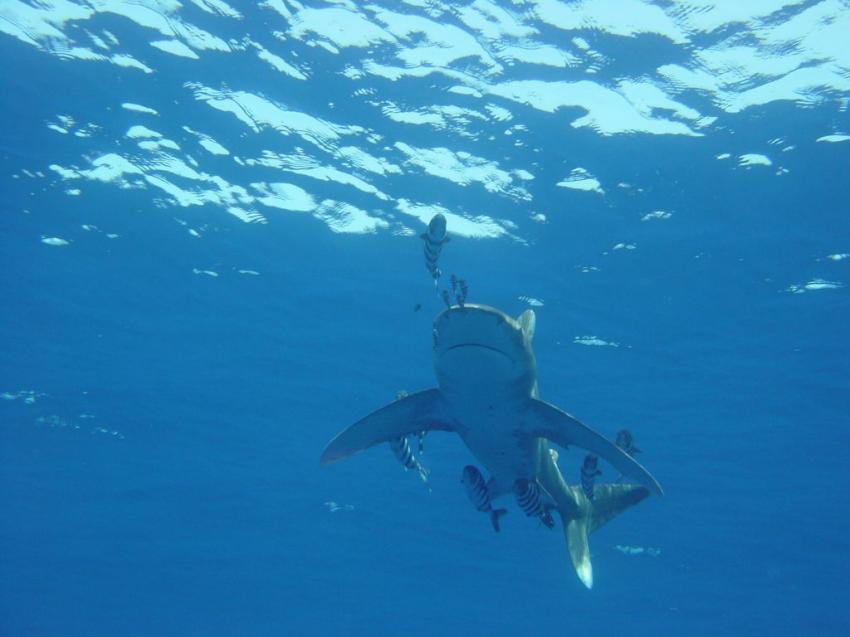 Carcharhinus Longimanus