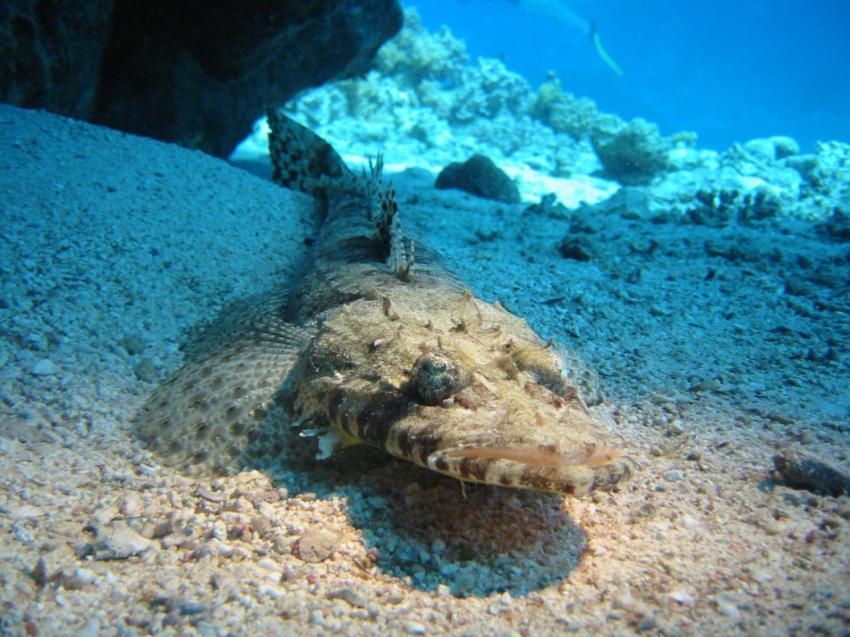 Sharm el Sheikh, Sharm el Sheikh - allgemein,Ägypten,Krokodilsfisch
