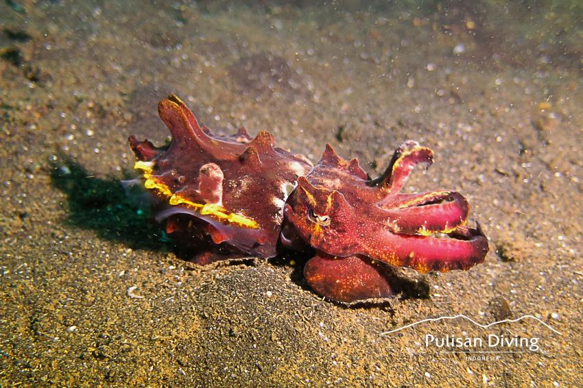 Pulisan Diving, Flamboyant Cuttlefish, Lembeh, Indonesia